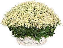 Цветочная композиция из Ромашки в корзине #REPLACE_PRED# Кизляре Республики Северная Осетия-Алания
